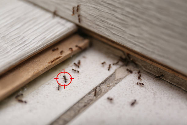 Best Local Pest Control Services  in Ganado, TX
