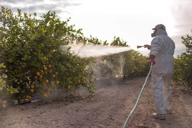 Best Insect Control  in Ganado, TX